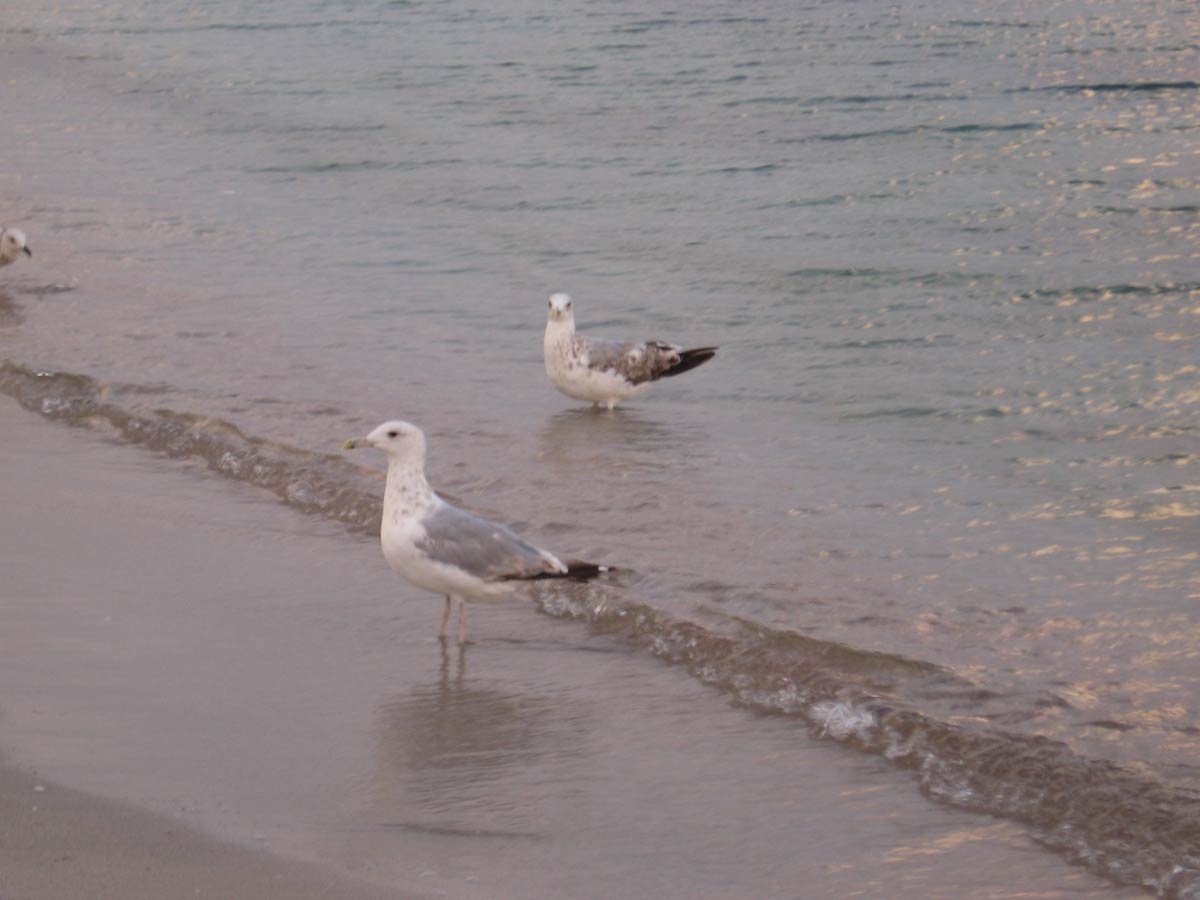 Чайки на берегу Черного моря
